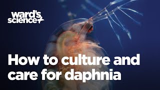 Caring and Culturing for Daphnia [upl. by Island975]