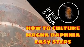 How to Culture Magna Daphnia Easily [upl. by Wandis]