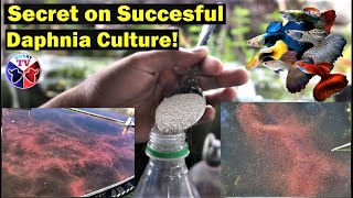 How to Culture Daphnia Successfully [upl. by Noffihc301]