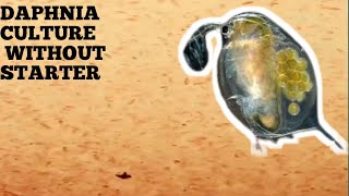 HOW TO CULTURE DAPHNIA NATURALLY WITHOUT A STARTER [upl. by Vivien889]