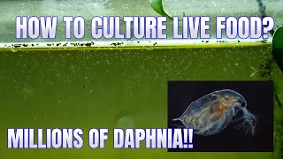 How to Culture Daphnia Secret Method to Breed MILLIONS  Simply Aquatic [upl. by Madeleine]