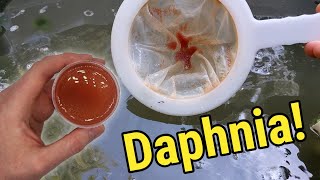 How I Culture Daphnia In Outdoor Tubs [upl. by Lipski]