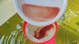 How to culture daphnia  Daphnia culture  How to grow daphnia outdoor [upl. by Yemaj]