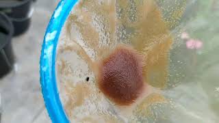 How to culture daphnia moina in a small container Part 1 English Subtitle [upl. by Rolf]