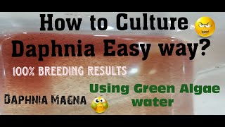 Daphnia MagnaHow to Culture Daphnia Easy wayCulturing Daphnia using Green water Daphnia [upl. by Herzig]