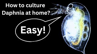 BEST Live Fish Food Beginner guide How to Culture Daphnia at home [upl. by Carlisle]