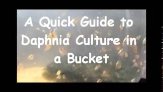 How to culture daphnia outside [upl. by Iris100]