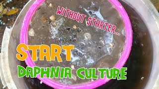 How to culture daphnia moina the easy way 1  Starting the Daphnia culture [upl. by Ecirted166]