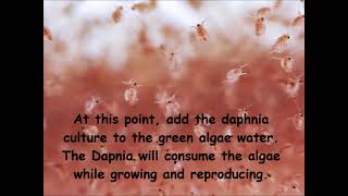 Daphnia  How to grow daphnia in your home [upl. by Einafats943]