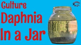 How to Culture Daphnia in a Jar [upl. by Hailed]