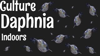 How to Culture Daphnia [upl. by Thorndike]