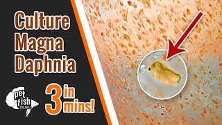 How to culture DAPHNIA MAGNA  The easy way [upl. by Lampert]