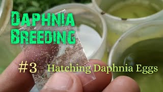 Daphnia Culture made simple and easy 3  Hatching Daphnia eggs [upl. by Etteniotna]