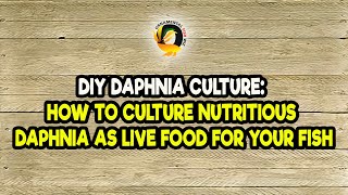 DIY Daphnia Culture How to Culture Nutritious Daphnia as Live Food for Your Fish [upl. by Grae]