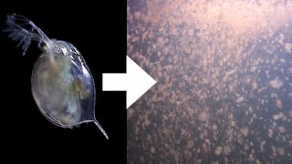 How I Culture Daphnia [upl. by Seta]