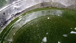 DAPHNIA MOINA CULTURE IN A SMALL BUCKET [upl. by Figueroa]