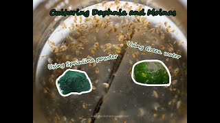 How To Culture Daphnia and Moinas using Green Water Spirulina powder [upl. by Sajet]