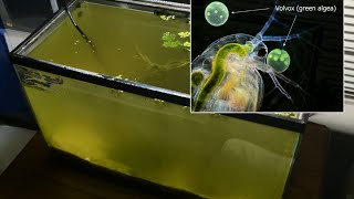 Raising Daphnia for the Freshwater Aquarium [upl. by Zorah]