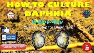 HOW TO CULTURE DAPHNIA In Easy Way [upl. by Chin728]